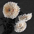 Image Not Available